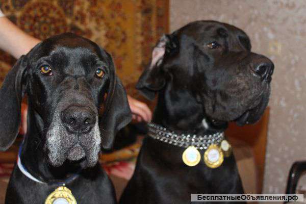 Фото Немецкого Дога Черного